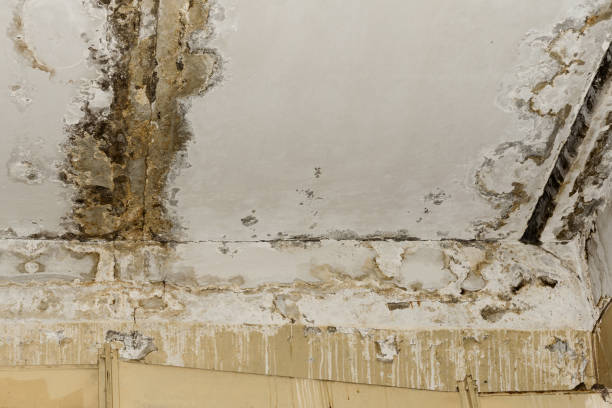 Dehumidification Services in Fridley, MN