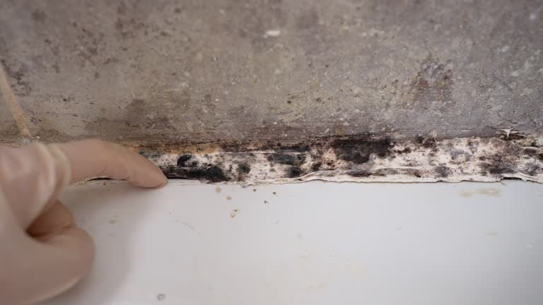 Best Mold Prevention Services  in Fridley, MN