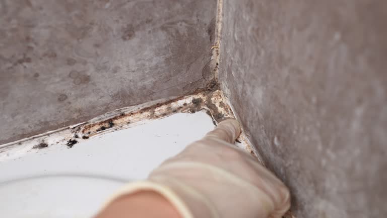 Biohazard Mold Removal in Fridley, MN